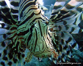 Lionfish macro