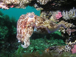 Busselton Cuttlefish