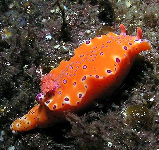 Longtailed Nudibranch