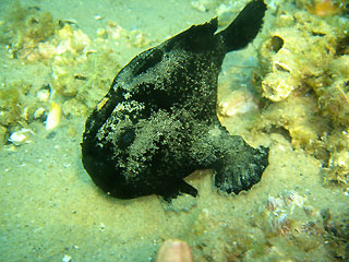 Manly Anglerfish