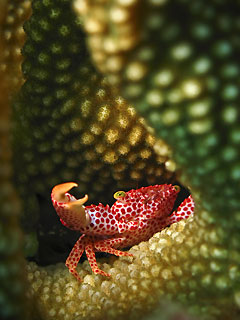 Red-spotted Coral Crab