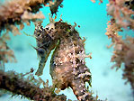 Manly Net Seahorse
