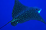 White-spotted Eagleray