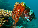 Cuttlefish on the reef