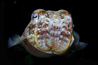 Cuttlefish face to face