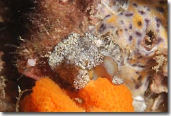 An interesting looking flatworm. Byron Bay, Australia