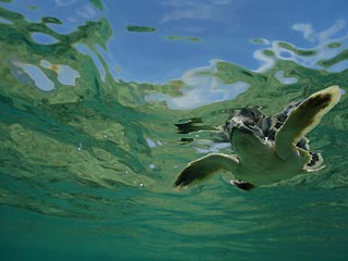 Baby Flatback Turtle Surfaces