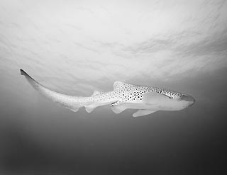 Leopard Shark - black & white