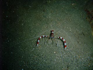 Banded Boxershrimp