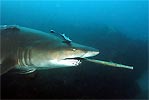 Grey Nurse Shark injured by fishing gaff