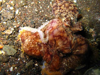 Amorous Octopuses
