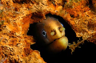 Moody Moray