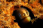 Moody Moray