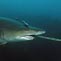 Grey Nurse Shark rescued from fishing gaff in Byron Bay