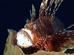 Tired Lionfish