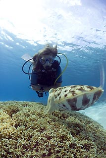 Diver and Cuttlefish