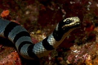 Sea Cobra No III