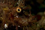Mr. Frondosa