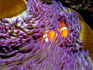 Nemo in Hiding