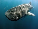 Whaleshark