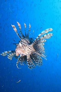 Lionfish on the Move
