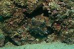 Frogfish in Hiding