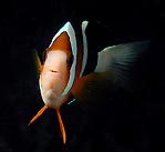 Defensive Nemo