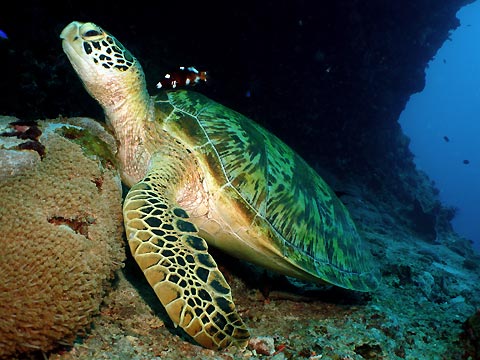 Resting Green Turtle