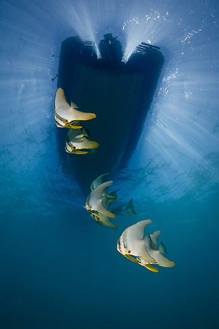 Batfish Under the Boat
