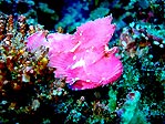 Pink Leaf Scorpionfish