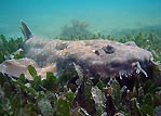 Spotted Wobbegong