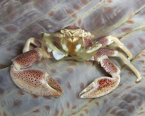 Lunching Crab