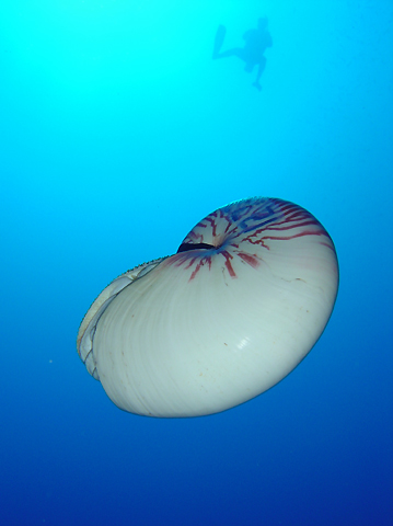 Nautilus & Diver