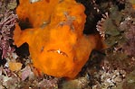 Orange Anglerfish
