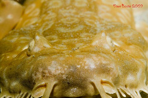 Wobbegong