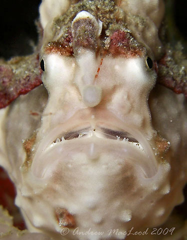 Anglerfish with lure