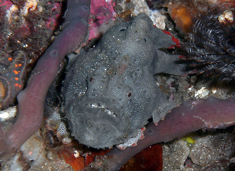 Possible new species of anglerfish