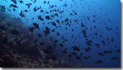 School of Red-tooth Triggerfish above te reef, Banda,Indonesia