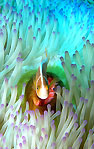 Vanuatu clown fish