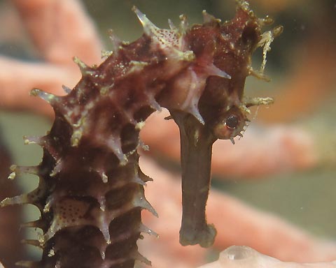 Seahorse Close-up