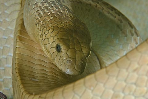Serpent Sex