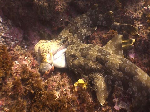 Wobbegong Shark vs Octopus