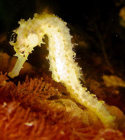 Juvenile Tigertail Seahorse
