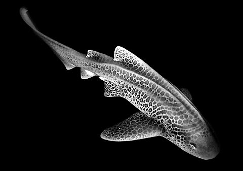 Leopard Shark in Black and White