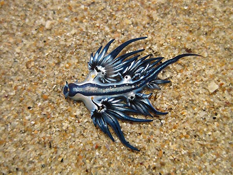 Beached Nudibranch