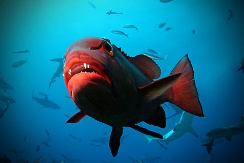 Red Sea Bass