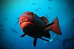 Red Sea Bass