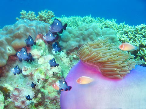 Vietnam Reef