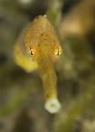Pipe Eyes