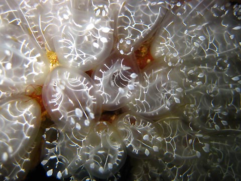Colonial Ascidian Close-up
